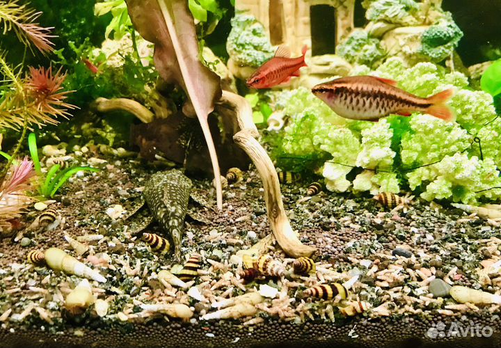 Хищная Улитка Хелена