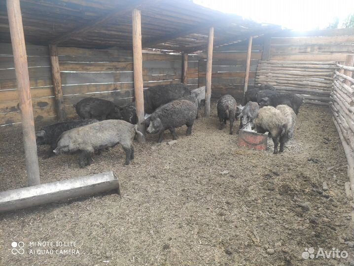 Мясо свинина домашняя