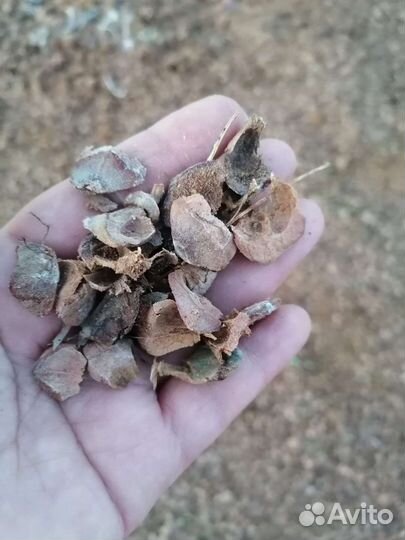 Тунга-кедровый отлет мульча