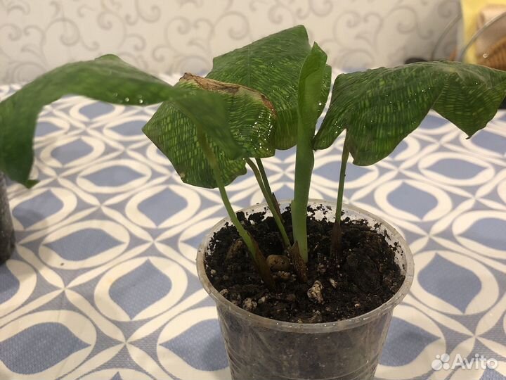 Калатея Нетворк, Макоя,Ктенанты