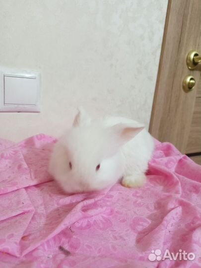 Кролик карликовый львиноголовый