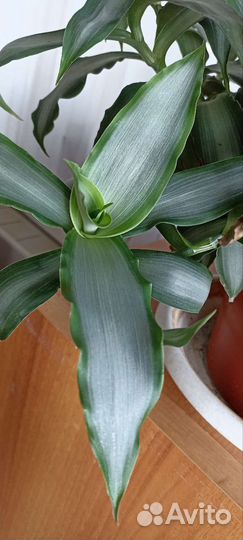 Мурдания Лориформис брайт стар