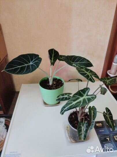 Алоказии Блэк Вельвет и Амазоника Дворф. Взрослые