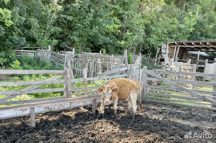 Телочки и бычки