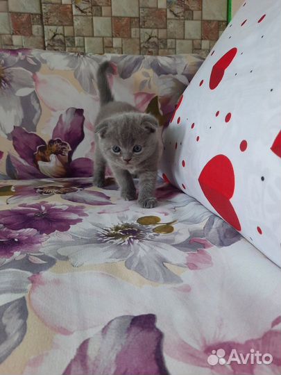 Плюшевые котятки