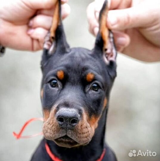 Щенки добермана