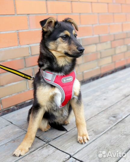 Щенки в добрые руки