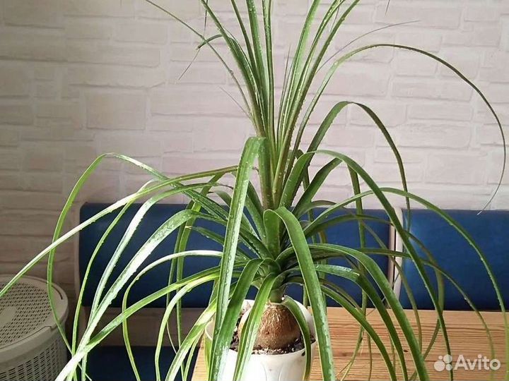 Пальма нолина