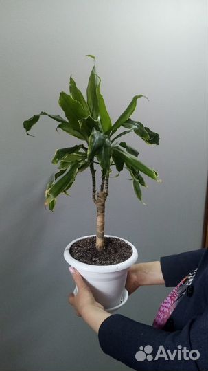 Драцена душистая