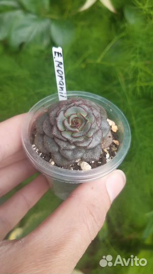 Суккуленты 6