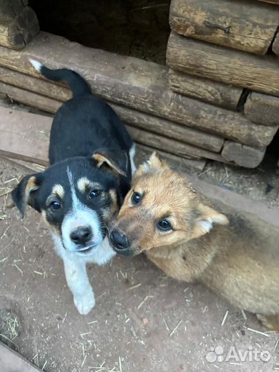 Щенки бабасяки