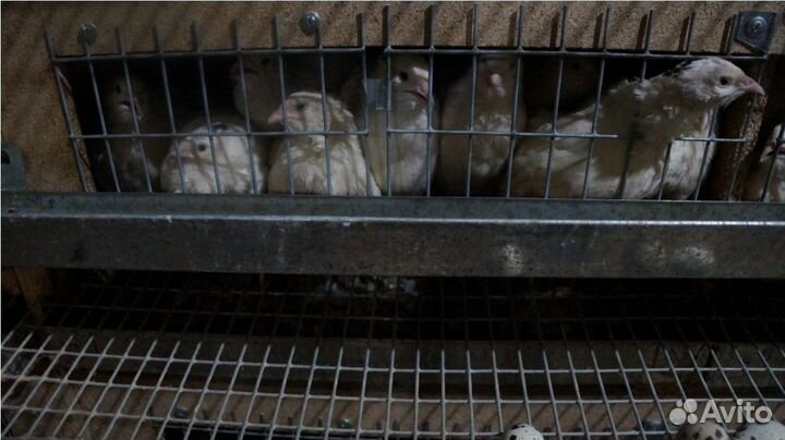 Перепела разных пород в больших количествах