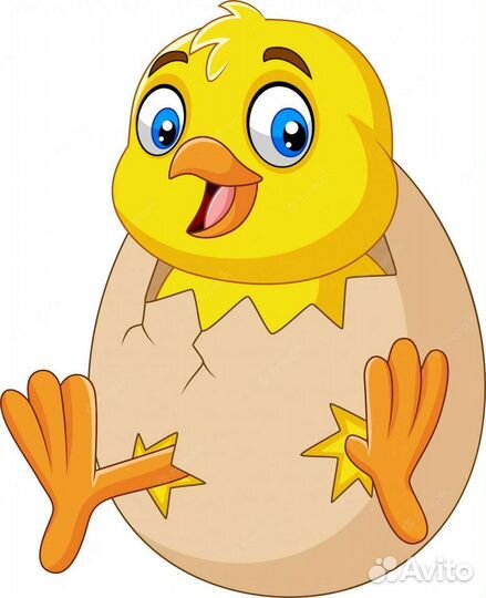 Цыплята бройлеры суточные и подрощеные