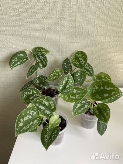 Сциндапсусы и Эпипремеум Неон