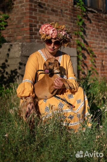 Собака в добрые руки