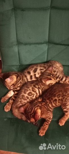 Бенгальские котята
