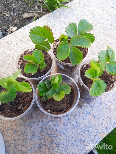 Усы виктории