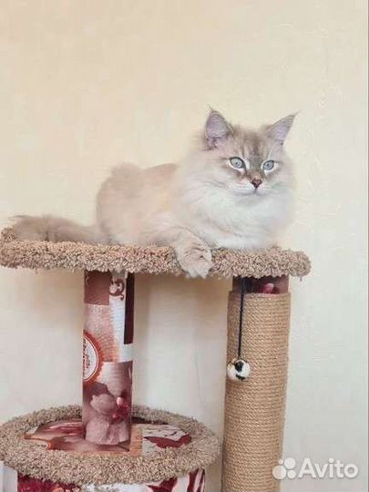 Передержка для кошек