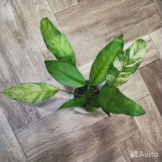 Спатифиллум нью ван