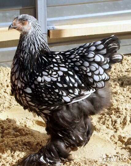 Инкубационное яйцо брама