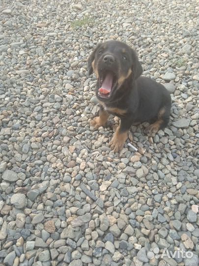 В добрые руки