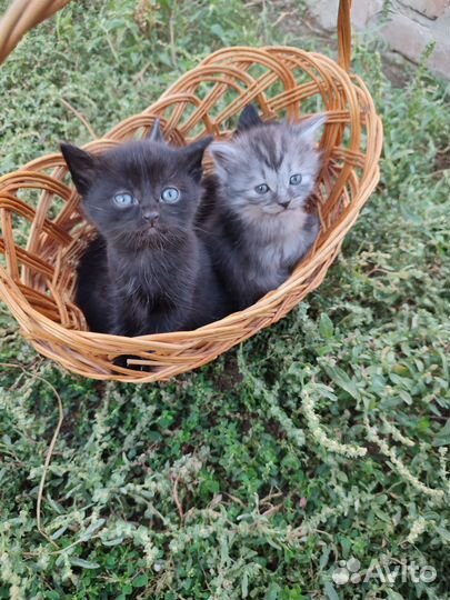 Отдам котят в добрые руки