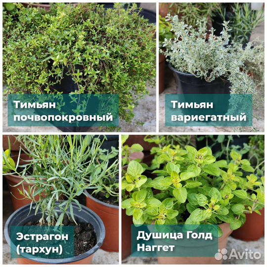 Коллекция мяты и пряно - ароматических растений