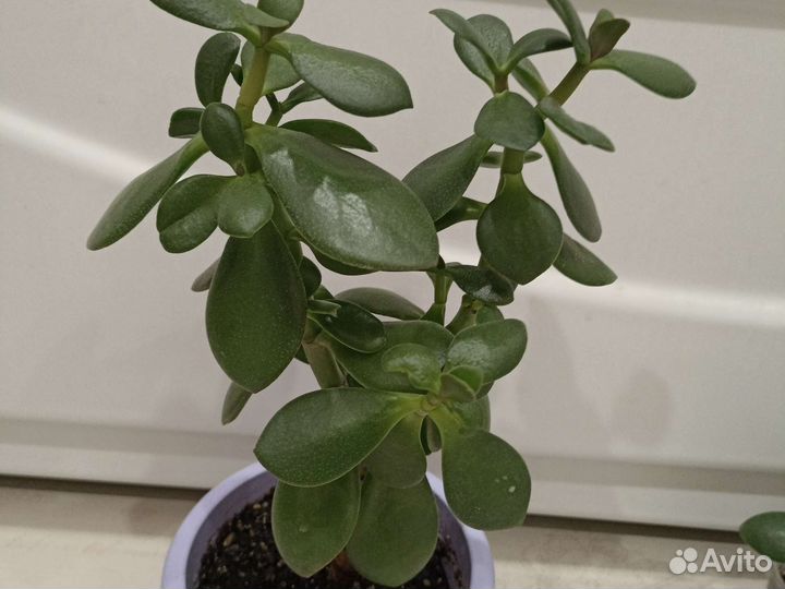 Крассула толстянка