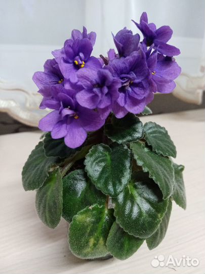 Мини фиалки
