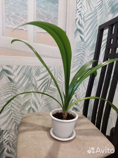 Гименокаллис