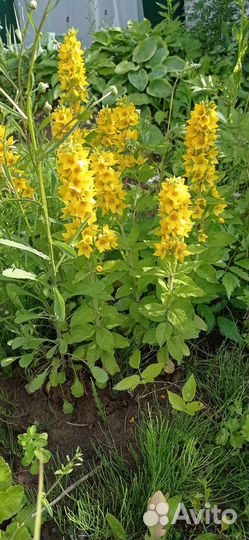 Вербейник точечный