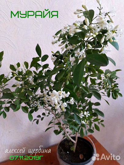 Черенки Стефанотис (мадагаскарский жасмин)