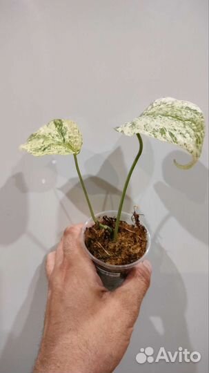 Филодендрон,монстера,аспидистра и др