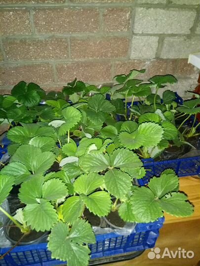 Клубника сортовая 