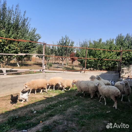 Курдючные бараны овцы