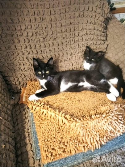 Котята в дар