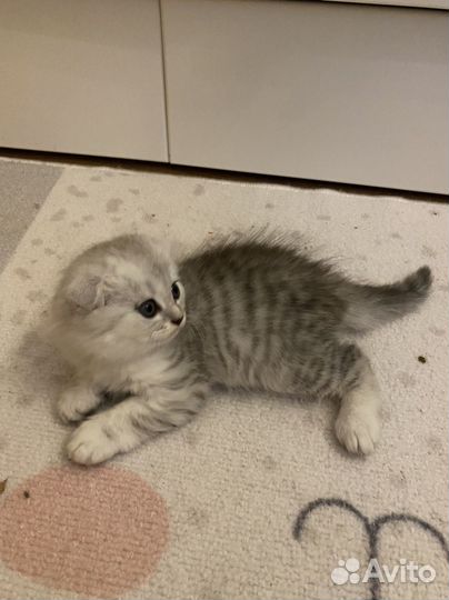 Шотландские котята вислоухие