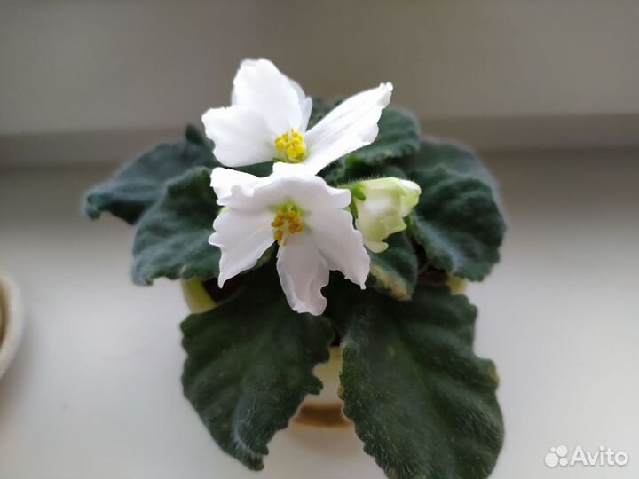 Фиалка взрослое растение