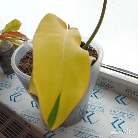 Филодендрон Пин тонг