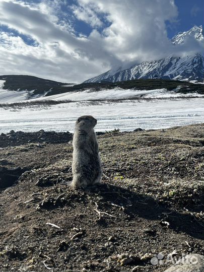 Вулкан Авача гора Верблюд тур экскурсия