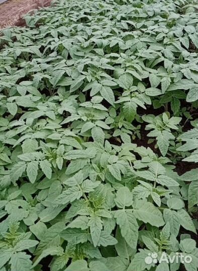 Рассада томатов