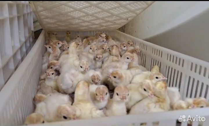 Индюшата Биг 6