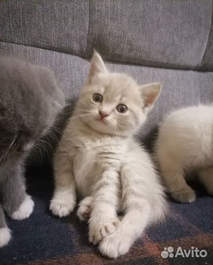 Шотландские котята