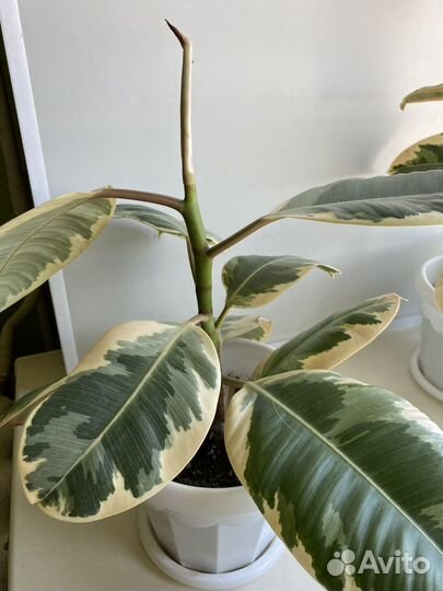 Фикус эластика тинеке