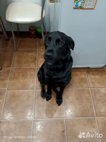 Отдам лабрадора в добрые руки