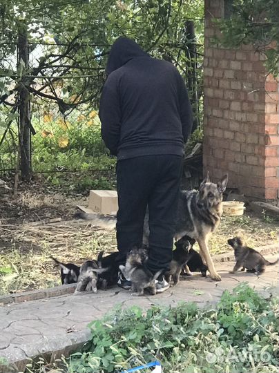 Немецкая овчарка
