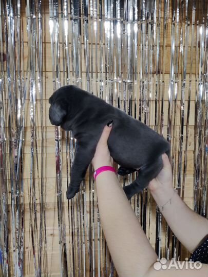 Шикарные мальчики Кане корсо