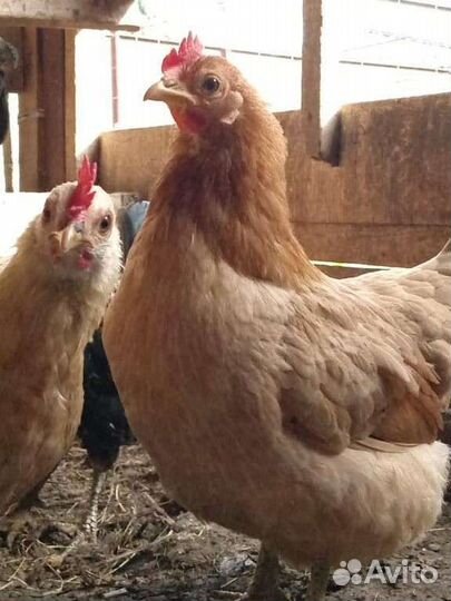 Карликовые куры