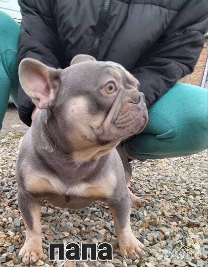 Французский бульдог щенки