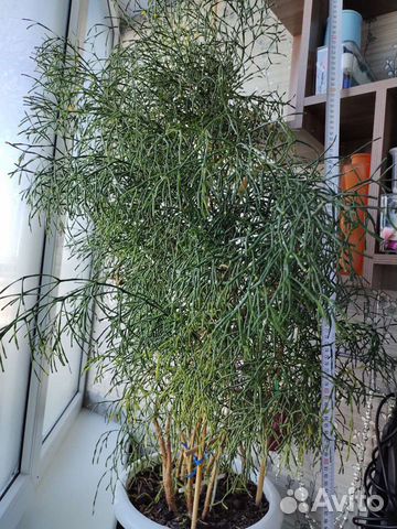 Комнатное растение Хатиора